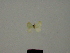  ( - BC ZSM Lep 76170)  @11 [ ] CreativeCommons - Attribution Non-Commercial Share-Alike (2013) Axel Hausmann/Bavarian State Collection of Zoology (ZSM) SNSB, Zoologische Staatssammlung Muenchen