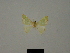 ( - BC ZSM Lep 76172)  @11 [ ] CreativeCommons - Attribution Non-Commercial Share-Alike (2013) Axel Hausmann/Bavarian State Collection of Zoology (ZSM) SNSB, Zoologische Staatssammlung Muenchen