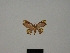  ( - BC ZSM Lep 76180)  @11 [ ] CreativeCommons - Attribution Non-Commercial Share-Alike (2013) Axel Hausmann/Bavarian State Collection of Zoology (ZSM) SNSB, Zoologische Staatssammlung Muenchen