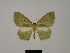  ( - BC ZSM Lep 76182)  @11 [ ] CreativeCommons - Attribution Non-Commercial Share-Alike (2013) Axel Hausmann/Bavarian State Collection of Zoology (ZSM) SNSB, Zoologische Staatssammlung Muenchen