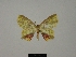  ( - BC ZSM Lep 76185)  @11 [ ] CreativeCommons - Attribution Non-Commercial Share-Alike (2013) Axel Hausmann/Bavarian State Collection of Zoology (ZSM) SNSB, Zoologische Staatssammlung Muenchen