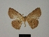  ( - BC ZSM Lep 76193)  @11 [ ] CreativeCommons - Attribution Non-Commercial Share-Alike (2013) Axel Hausmann/Bavarian State Collection of Zoology (ZSM) SNSB, Zoologische Staatssammlung Muenchen