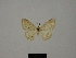  ( - BC ZSM Lep 77819)  @11 [ ] CreativeCommons - Attribution Non-Commercial Share-Alike (2013) Axel Hausmann/Bavarian State Collection of Zoology (ZSM) SNSB, Zoologische Staatssammlung Muenchen