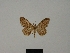  (Brachyglossina hassan - BC ZSM Lep 77849)  @11 [ ] CreativeCommons - Attribution Non-Commercial Share-Alike (2013) Axel Hausmann/Bavarian State Collection of Zoology (ZSM) SNSB, Zoologische Staatssammlung Muenchen