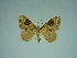  (Xanthorhoe pseudognathus - BC ZSM Lep 77877)  @11 [ ] CreativeCommons - Attribution Non-Commercial Share-Alike (2013) Axel Hausmann/Bavarian State Collection of Zoology (ZSM) SNSB, Zoologische Staatssammlung Muenchen