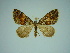  (Xanthorhoe nyassa - BC ZSM Lep 77878)  @11 [ ] CreativeCommons - Attribution Non-Commercial Share-Alike (2013) Axel Hausmann/Bavarian State Collection of Zoology (ZSM) SNSB, Zoologische Staatssammlung Muenchen