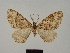  (Ctenaulis peracuta - BC ZSM Lep 77879)  @11 [ ] CreativeCommons - Attribution Non-Commercial Share-Alike (2013) Axel Hausmann/Bavarian State Collection of Zoology (ZSM) SNSB, Zoologische Staatssammlung Muenchen