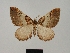  ( - BC ZSM Lep 77883)  @11 [ ] CreativeCommons - Attribution Non-Commercial Share-Alike (2013) Axel Hausmann/Bavarian State Collection of Zoology (ZSM) SNSB, Zoologische Staatssammlung Muenchen