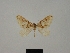  (Antilurga alhambrata - BC ZSM Lep 77884)  @11 [ ] CreativeCommons - Attribution Non-Commercial Share-Alike (2013) Axel Hausmann/Bavarian State Collection of Zoology (ZSM) SNSB, Zoologische Staatssammlung Muenchen