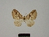  (Pareulype berberata - BC ZSM Lep 77886)  @11 [ ] CreativeCommons - Attribution Non-Commercial Share-Alike (2013) Axel Hausmann/Bavarian State Collection of Zoology (ZSM) SNSB, Zoologische Staatssammlung Muenchen