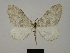  ( - BC ZSM Lep 77890)  @11 [ ] CreativeCommons - Attribution Non-Commercial Share-Alike (2013) Axel Hausmann/Bavarian State Collection of Zoology (ZSM) SNSB, Zoologische Staatssammlung Muenchen