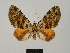  (Hammaptera infuscata - BC ZSM Lep 77896)  @11 [ ] CreativeCommons - Attribution Non-Commercial Share-Alike (2013) Axel Hausmann/Bavarian State Collection of Zoology (ZSM) SNSB, Zoologische Staatssammlung Muenchen