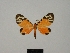  (Eudulophasia tortricalis - BC ZSM Lep 77899)  @11 [ ] CreativeCommons - Attribution Non-Commercial Share-Alike (2013) Axel Hausmann/Bavarian State Collection of Zoology (ZSM) SNSB, Zoologische Staatssammlung Muenchen