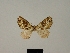  (Mimoclystia lichenarum - BC ZSM Lep 77901)  @11 [ ] CreativeCommons - Attribution Non-Commercial Share-Alike (2013) Axel Hausmann/Bavarian State Collection of Zoology (ZSM) SNSB, Zoologische Staatssammlung Muenchen