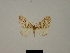  (Mimoclystia bambusarum - BC ZSM Lep 77902)  @11 [ ] CreativeCommons - Attribution Non-Commercial Share-Alike (2013) Axel Hausmann/Bavarian State Collection of Zoology (ZSM) SNSB, Zoologische Staatssammlung Muenchen
