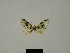  (Piercia excisa - BC ZSM Lep 77905)  @11 [ ] CreativeCommons - Attribution Non-Commercial Share-Alike (2013) Axel Hausmann/Bavarian State Collection of Zoology (ZSM) SNSB, Zoologische Staatssammlung Muenchen