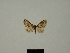  (Piercia manengouba - BC ZSM Lep 80378)  @11 [ ] CreativeCommons - Attribution Non-Commercial Share-Alike (2013) Axel Hausmann/Bavarian State Collection of Zoology (ZSM) SNSB, Zoologische Staatssammlung Muenchen