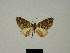  (Piercia squamata - BC ZSM Lep 80379)  @11 [ ] CreativeCommons - Attribution Non-Commercial Share-Alike (2013) Axel Hausmann/Bavarian State Collection of Zoology (ZSM) SNSB, Zoologische Staatssammlung Muenchen