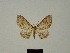  (Horisme xerophila - BC ZSM Lep 80382)  @11 [ ] CreativeCommons - Attribution Non-Commercial Share-Alike (2013) Axel Hausmann/Bavarian State Collection of Zoology (ZSM) SNSB, Zoologische Staatssammlung Muenchen