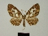  (Horisme albiplaga - BC ZSM Lep 80384)  @11 [ ] CreativeCommons - Attribution Non-Commercial Share-Alike (2013) Axel Hausmann/Bavarian State Collection of Zoology (ZSM) SNSB, Zoologische Staatssammlung Muenchen