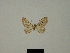 (Eupithecia liguriata - BC ZSM Lep 80387)  @11 [ ] CreativeCommons - Attribution Non-Commercial Share-Alike (2013) Axel Hausmann/Bavarian State Collection of Zoology (ZSM) SNSB, Zoologische Staatssammlung Muenchen