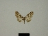 (Eupithecia austrina - BC ZSM Lep 80388)  @11 [ ] CreativeCommons - Attribution Non-Commercial Share-Alike (2013) Axel Hausmann/Bavarian State Collection of Zoology (ZSM) SNSB, Zoologische Staatssammlung Muenchen