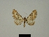  (Eupithecia gueneata - BC ZSM Lep 80389)  @11 [ ] CreativeCommons - Attribution Non-Commercial Share-Alike (2013) Axel Hausmann/Bavarian State Collection of Zoology (ZSM) SNSB, Zoologische Staatssammlung Muenchen
