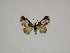  (Eupithecia turlini - BC ZSM Lep 80393)  @11 [ ] CreativeCommons - Attribution Non-Commercial Share-Alike (2013) Axel Hausmann/Bavarian State Collection of Zoology (ZSM) SNSB, Zoologische Staatssammlung Muenchen