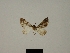  (Eupithecia tutsiana - BC ZSM Lep 80394)  @11 [ ] CreativeCommons - Attribution Non-Commercial Share-Alike (2013) Axel Hausmann/Bavarian State Collection of Zoology (ZSM) SNSB, Zoologische Staatssammlung Muenchen