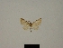  (Eupithecia tranquilla - BC ZSM Lep 80400)  @11 [ ] CreativeCommons - Attribution Non-Commercial Share-Alike (2013) Axel Hausmann/Bavarian State Collection of Zoology (ZSM) SNSB, Zoologische Staatssammlung Muenchen