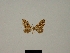  (Eupithecia inassignata - BC ZSM Lep 80401)  @11 [ ] CreativeCommons - Attribution Non-Commercial Share-Alike (2013) Axel Hausmann/Bavarian State Collection of Zoology (ZSM) SNSB, Zoologische Staatssammlung Muenchen