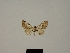  (Eupithecia sporobola - BC ZSM Lep 80402)  @11 [ ] CreativeCommons - Attribution Non-Commercial Share-Alike (2013) Axel Hausmann/Bavarian State Collection of Zoology (ZSM) SNSB, Zoologische Staatssammlung Muenchen