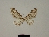  (Eupithecia venedictoffae - BC ZSM Lep 80406)  @11 [ ] CreativeCommons - Attribution Non-Commercial Share-Alike (2013) Axel Hausmann/Bavarian State Collection of Zoology (ZSM) SNSB, Zoologische Staatssammlung Muenchen