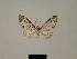  (Eupithecia aella - BC ZSM Lep 80407)  @11 [ ] CreativeCommons - Attribution Non-Commercial Share-Alike (2013) Axel Hausmann/Bavarian State Collection of Zoology (ZSM) SNSB, Zoologische Staatssammlung Muenchen