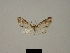  (Eupithecia phoebe - BC ZSM Lep 80408)  @11 [ ] CreativeCommons - Attribution Non-Commercial Share-Alike (2013) Axel Hausmann/Bavarian State Collection of Zoology (ZSM) SNSB, Zoologische Staatssammlung Muenchen