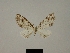  (Eupithecia marpessa - BC ZSM Lep 80409)  @11 [ ] CreativeCommons - Attribution Non-Commercial Share-Alike (2013) Axel Hausmann/Bavarian State Collection of Zoology (ZSM) SNSB, Zoologische Staatssammlung Muenchen