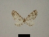  (Eupithecia thiaucourti - BC ZSM Lep 80410)  @11 [ ] CreativeCommons - Attribution Non-Commercial Share-Alike (2013) Axel Hausmann/Bavarian State Collection of Zoology (ZSM) SNSB, Zoologische Staatssammlung Muenchen
