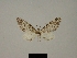  (Eupithecia asteria - BC ZSM Lep 80411)  @11 [ ] CreativeCommons - Attribution Non-Commercial Share-Alike (2013) Axel Hausmann/Bavarian State Collection of Zoology (ZSM) SNSB, Zoologische Staatssammlung Muenchen