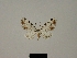  (Eupithecia descimoni - BC ZSM Lep 80414)  @11 [ ] CreativeCommons - Attribution Non-Commercial Share-Alike (2013) Axel Hausmann/Bavarian State Collection of Zoology (ZSM) SNSB, Zoologische Staatssammlung Muenchen