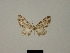  ( - BC ZSM Lep 80416)  @11 [ ] CreativeCommons - Attribution Non-Commercial Share-Alike (2013) Axel Hausmann/Bavarian State Collection of Zoology (ZSM) SNSB, Zoologische Staatssammlung Muenchen