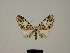  ( - BC ZSM Lep 80418)  @11 [ ] CreativeCommons - Attribution Non-Commercial Share-Alike (2013) Axel Hausmann/Bavarian State Collection of Zoology (ZSM) SNSB, Zoologische Staatssammlung Muenchen