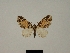  (Eupithecia rigouti - BC ZSM Lep 80419)  @11 [ ] CreativeCommons - Attribution Non-Commercial Share-Alike (2013) Axel Hausmann/Bavarian State Collection of Zoology (ZSM) SNSB, Zoologische Staatssammlung Muenchen