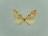  (Eupithecia isabellina - BC ZSM Lep 80422)  @11 [ ] CreativeCommons - Attribution Non-Commercial Share-Alike (2013) Axel Hausmann/Bavarian State Collection of Zoology (ZSM) SNSB, Zoologische Staatssammlung Muenchen
