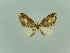  ( - BC ZSM Lep 80423)  @11 [ ] CreativeCommons - Attribution Non-Commercial Share-Alike (2013) Axel Hausmann/Bavarian State Collection of Zoology (ZSM) SNSB, Zoologische Staatssammlung Muenchen