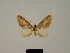  (Eupithecia toulgoeti - BC ZSM Lep 80424)  @11 [ ] CreativeCommons - Attribution Non-Commercial Share-Alike (2013) Axel Hausmann/Bavarian State Collection of Zoology (ZSM) SNSB, Zoologische Staatssammlung Muenchen
