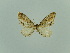  (Eupithecia scaphiata - BC ZSM Lep 80426)  @11 [ ] CreativeCommons - Attribution Non-Commercial Share-Alike (2013) Axel Hausmann/Bavarian State Collection of Zoology (ZSM) SNSB, Zoologische Staatssammlung Muenchen