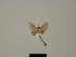  (Eupithecia barnesi - BC ZSM Lep 80428)  @11 [ ] CreativeCommons - Attribution Non-Commercial Share-Alike (2013) Axel Hausmann/Bavarian State Collection of Zoology (ZSM) SNSB, Zoologische Staatssammlung Muenchen
