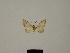  ( - BC ZSM Lep 80429)  @11 [ ] CreativeCommons - Attribution Non-Commercial Share-Alike (2013) Axel Hausmann/Bavarian State Collection of Zoology (ZSM) SNSB, Zoologische Staatssammlung Muenchen