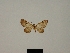  ( - BC ZSM Lep 80430)  @11 [ ] CreativeCommons - Attribution Non-Commercial Share-Alike (2013) Axel Hausmann/Bavarian State Collection of Zoology (ZSM) SNSB, Zoologische Staatssammlung Muenchen