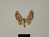  (Eupithecia scione - BC ZSM Lep 80434)  @11 [ ] CreativeCommons - Attribution Non-Commercial Share-Alike (2013) Axel Hausmann/Bavarian State Collection of Zoology (ZSM) SNSB, Zoologische Staatssammlung Muenchen